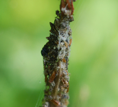 Cyclosa octotuberculata