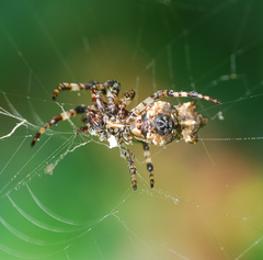 Cyclosa octotuberculata