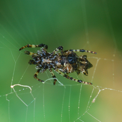 Cyclosa octotuberculata
