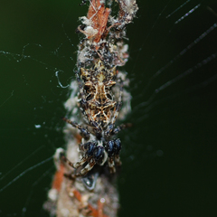 Cyclosa octotuberculata