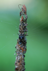 Cyclosa octotuberculata