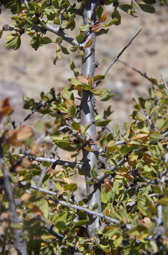 Image of Prunus havardii by (c) Eric Knight, some rights reserved (CC BY)