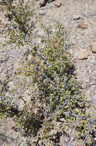 Image of Prunus havardii by (c) Eric Knight, some rights reserved (CC BY)