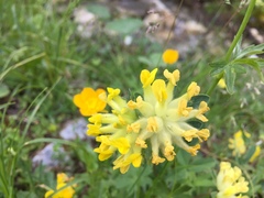 Anthyllis vulneraria