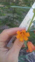 Fritillaria recurva