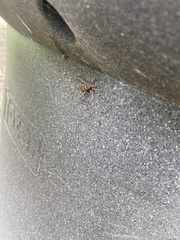 Leptoglossus clypealis