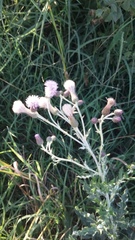 Cirsium arvense vestitum