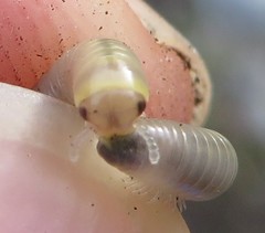 Rhinocricidae