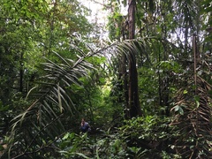 Raphia taedigera
