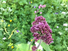 Adenostyles alliariae