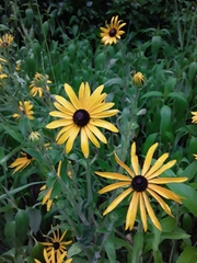Rudbeckia hirta