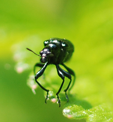 Compsapoderus erythropterus
