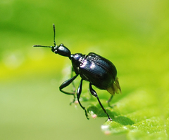 Compsapoderus erythropterus