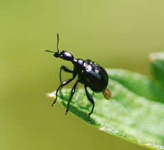 Compsapoderus erythropterus