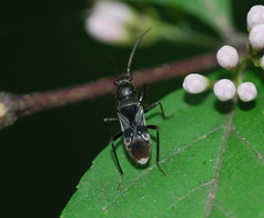 Scudderocoris albomarginatus