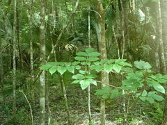 Fraxinus caroliniana