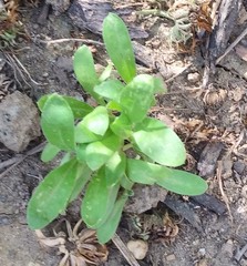 Calendula officinalis