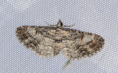 Eupithecia graefii