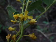 Coulteria pringlei
