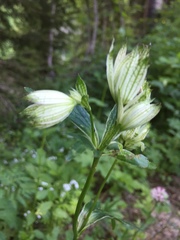 Astrantia major