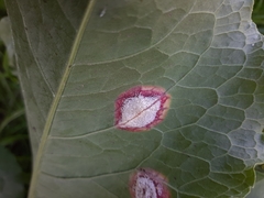 Puccinia phragmitis
