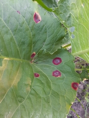 Puccinia phragmitis