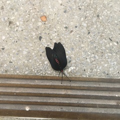 Histia flabellicornis