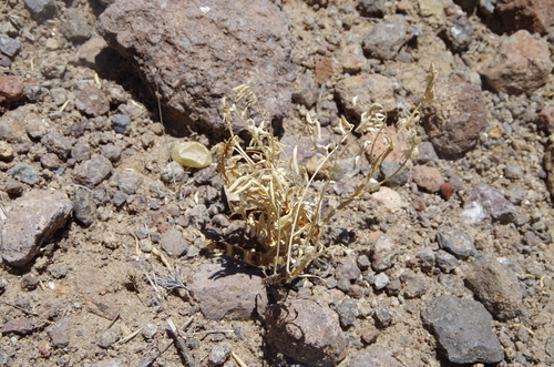 Image of Astragalus wootonii by (c) Eric Knight, some rights reserved (CC BY)