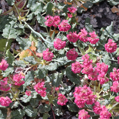 Eriogonum grande rubescens