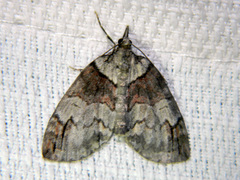 Hydriomena ruberata
