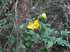 Chamaecrista greggii