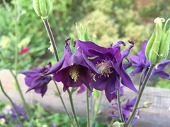 Aquilegia atrata