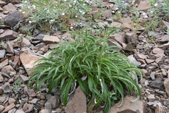 Saussurea denticulata