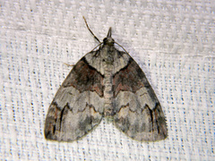 Hydriomena ruberata