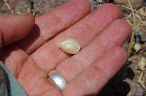 Image of Astragalus wootonii by (c) Eric Knight, some rights reserved (CC BY)