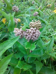 Asclepias syriaca