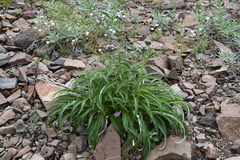 Saussurea denticulata