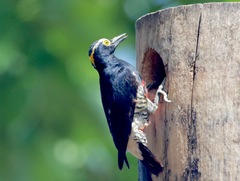 Melanerpes cruentatus