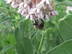 Anthophora bomboides bomboides