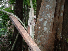 Enyalius
