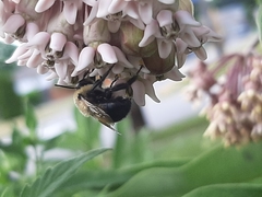 Anthophora bomboides bomboides