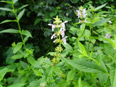 Stachys tenuifolia