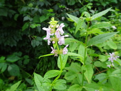 Stachys tenuifolia