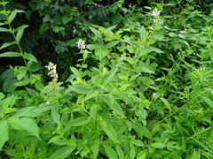 Stachys tenuifolia