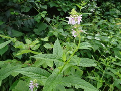 Stachys tenuifolia