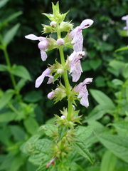Stachys tenuifolia