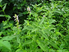 Stachys tenuifolia