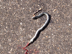 Afrotyphlops schlegelii