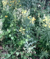 Oenothera rhombipetala