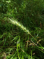Elymus glabriflorus